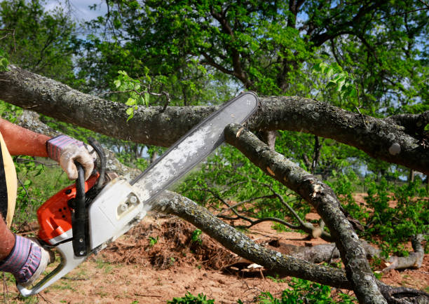 How Our Tree Care Process Works  in  Pascoag, RI